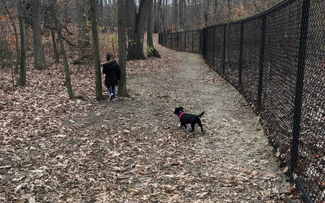 Dog park