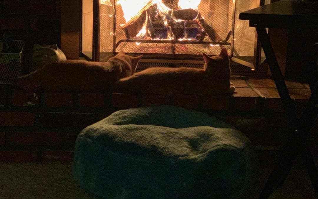 My kitties enjoying the fire