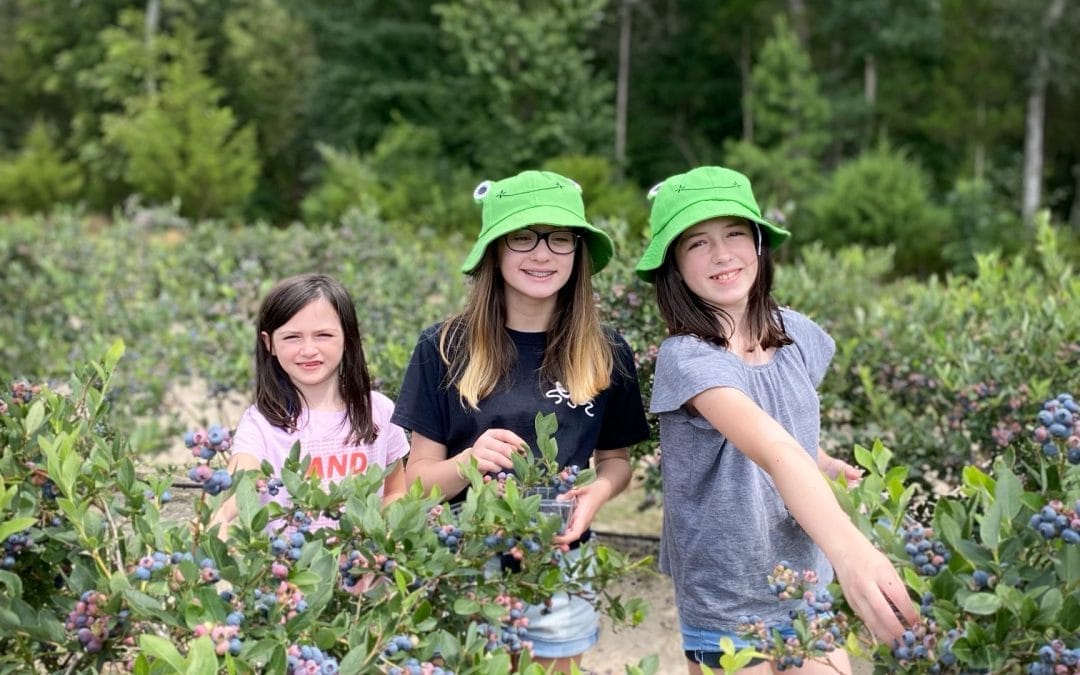 Blueberry picking